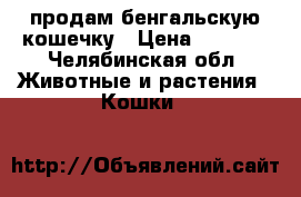 продам бенгальскую кошечку › Цена ­ 3 000 - Челябинская обл. Животные и растения » Кошки   